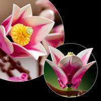 LEGO Botanicals: Magnolia Branches