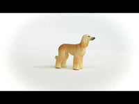 Afghan Hound