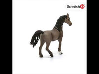 Arabian Stallion