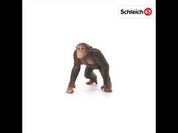 Chimpanzee, Male