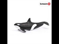 Killer Whale