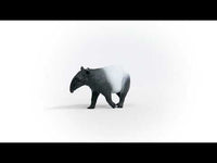 Tapir